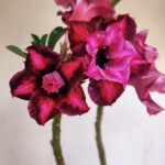 Planta Dobrada 3357 – 35cm – 3 anos