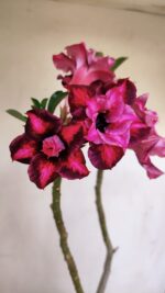 Planta Dobrada 3357 – 35cm – 3 anos