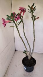 Planta Dobrada 3357 – 35cm – 3 anos - Imagem 9