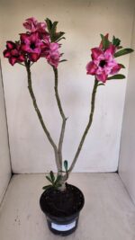 Planta Dobrada 3357 – 35cm – 3 anos - Imagem 6