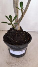 Planta Dobrada 3357 – 35cm – 3 anos - Imagem 8