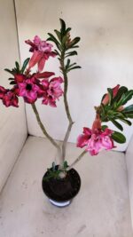Planta Dobrada 3357 – 35cm – 3 anos - Imagem 7
