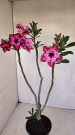 Planta Dobrada 3357 – 35cm – 3 anos - Imagem 2