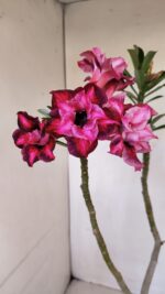 Planta Dobrada 3357 – 35cm – 3 anos - Imagem 4