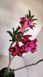 Planta Dobrada 3357 – 35cm – 3 anos - Imagem 5