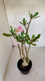 Planta Dobrada 3358 – 35cm – 3 anos - Imagem 2