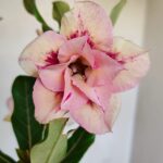 Planta Dobrada 3358 – 35cm – 3 anos