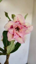 Planta Dobrada 3358 – 35cm – 3 anos