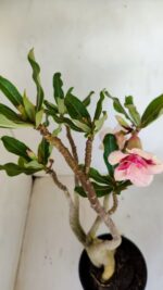 Planta Dobrada 3358 – 35cm – 3 anos - Imagem 4