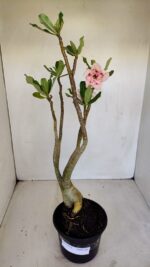 Planta Dobrada 3358 – 35cm – 3 anos - Imagem 7