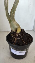 Planta Dobrada 3358 – 35cm – 3 anos - Imagem 6