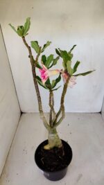 Planta Dobrada 3358 – 35cm – 3 anos - Imagem 5