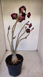 Planta Dobrada 3359 – 40cm – 4 anos - Imagem 2