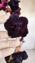 Planta Dobrada 3359 – 40cm – 4 anos - Imagem 3