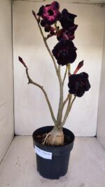 Planta Dobrada 3359 – 40cm – 4 anos - Imagem 6