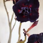 Planta Dobrada 3359 – 40cm – 4 anos