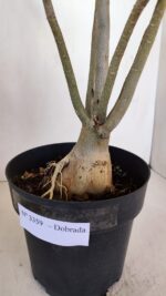 Planta Dobrada 3359 – 40cm – 4 anos - Imagem 8