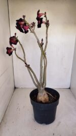 Planta Dobrada 3359 – 40cm – 4 anos - Imagem 7