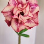 Planta Dobrada 3360 – 30cm – 2 anos