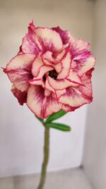 Planta Dobrada 3360 – 30cm – 2 anos