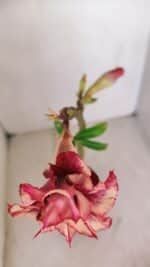 Planta Dobrada 3360 – 30cm – 2 anos - Imagem 4