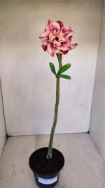 Planta Dobrada 3360 – 30cm – 2 anos - Imagem 2