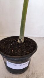 Planta Dobrada 3360 – 30cm – 2 anos - Imagem 7