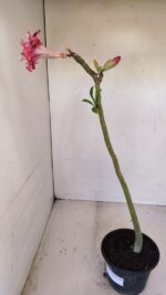 Planta Dobrada 3360 – 30cm – 2 anos - Imagem 6