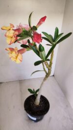 Planta Dobrada 3361 – 35cm – 3 anos - Imagem 2