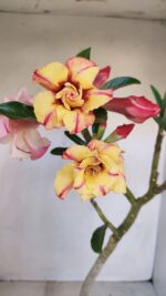 Planta Dobrada 3361 – 35cm – 3 anos - Imagem 4