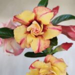 Planta Dobrada 3361 – 35cm – 3 anos