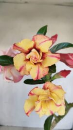 Planta Dobrada 3361 – 35cm – 3 anos