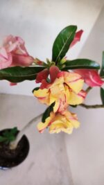 Planta Dobrada 3361 – 35cm – 3 anos - Imagem 5