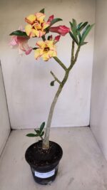 Planta Dobrada 3361 – 35cm – 3 anos - Imagem 7