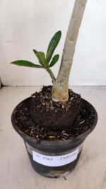 Planta Dobrada 3361 – 35cm – 3 anos - Imagem 6