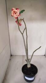 Planta Dobrada 3362 – 35cm – 03 anos - Imagem 2