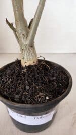 Planta Dobrada 3362 – 35cm – 03 anos - Imagem 6