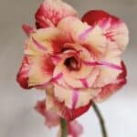 Planta Dobrada 3362 – 35cm – 03 anos