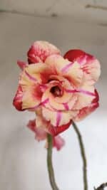 Planta Dobrada 3362 – 35cm – 03 anos