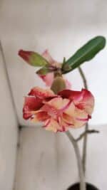 Planta Dobrada 3362 – 35cm – 03 anos - Imagem 4