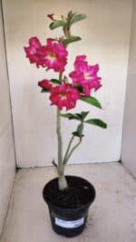 Planta Dobrada 3363 – 35cm – 02 anos - Imagem 2