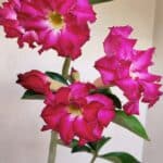 Planta Dobrada 3363 – 35cm – 02 anos