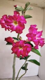 Planta Dobrada 3363 – 35cm – 02 anos