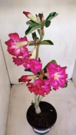 Planta Dobrada 3363 – 35cm – 02 anos - Imagem 4