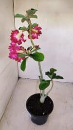 Planta Dobrada 3363 – 35cm – 02 anos - Imagem 6