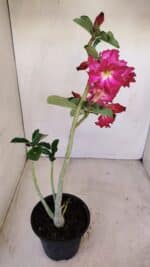 Planta Dobrada 3363 – 35cm – 02 anos - Imagem 5