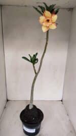 Planta Dobrada 3364 – 35cm – 03 anos - Imagem 2