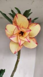 Planta Dobrada 3364 – 35cm – 03 anos