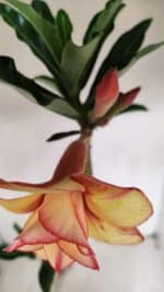 Planta Dobrada 3364 – 35cm – 03 anos - Imagem 4