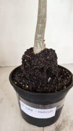 Planta Dobrada 3364 – 35cm – 03 anos - Imagem 7